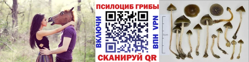 цены   Краснокамск  Псилоцибиновые грибы мухоморы 